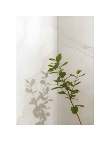 ABS WH6 12 RM (1 сорт)